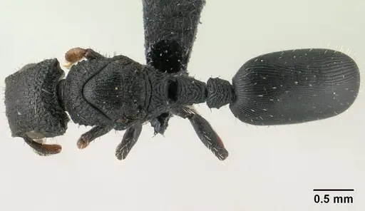 Cataulacus porcatus specimen CASENT0138707 image casent0138707_1