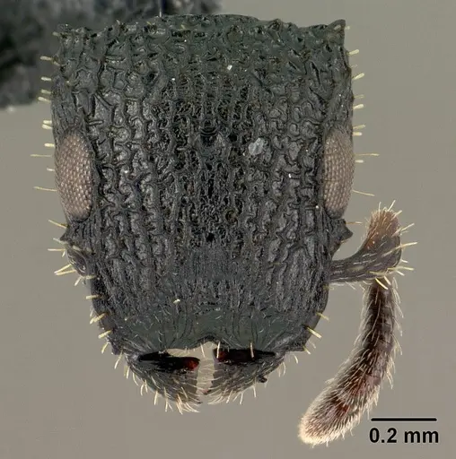 Cataulacus porcatus specimen CASENT0138707 image casent0138707_2