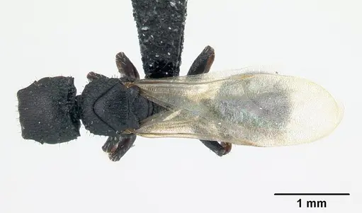 Cataulacus porcatus specimen CASENT0178902 image casent0178902_1