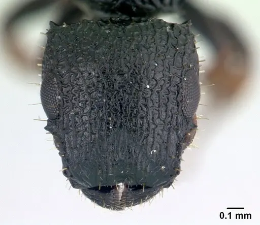 Cataulacus porcatus specimen CASENT0178902 image casent0178902_2