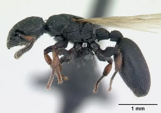 Cataulacus porcatus specimen CASENT0178902 image casent0178902_3