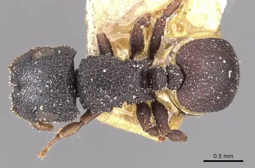 Cataulacus praetextus specimen CASENT0909241 image casent0909241_1