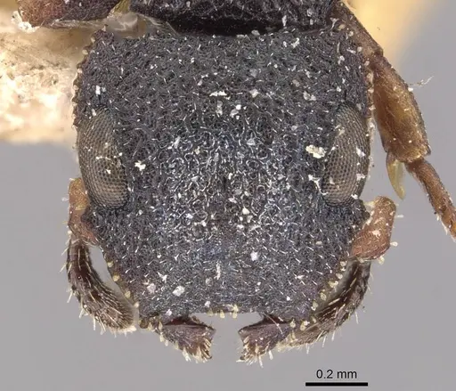 Cataulacus praetextus specimen CASENT0909241 image casent0909241_2