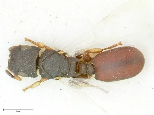 Cataulacus praetextus specimen FOCOL2122 image focol2122_1