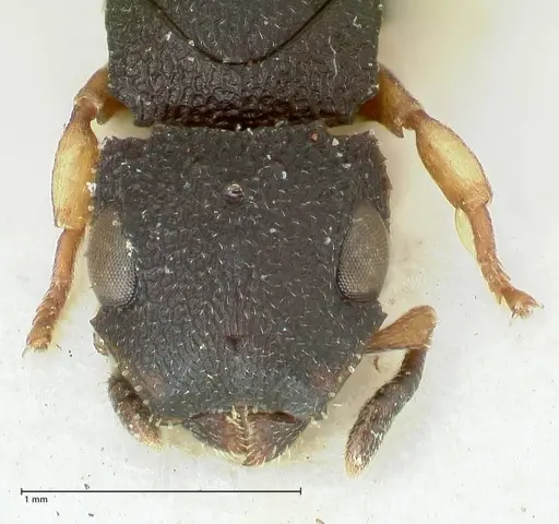 Cataulacus praetextus specimen FOCOL2122 image focol2122_2