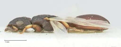Cataulacus praetextus specimen FOCOL2122 image focol2122_3