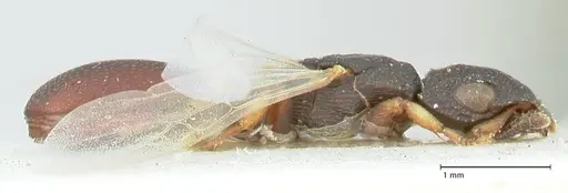 Cataulacus praetextus specimen FOCOL2122 image focol2122_4