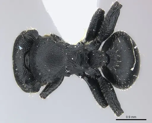 Cataulacus pullus specimen CASENT0217088 image casent0217088_1