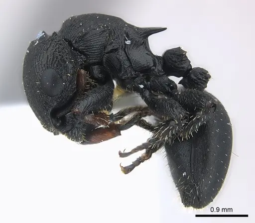 Cataulacus pullus specimen CASENT0217088 image casent0217088_3