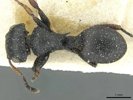 Cataulacus pullus specimen CASENT0912564 image casent0912564_1