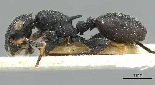 Cataulacus pullus specimen CASENT0912564 image casent0912564_3