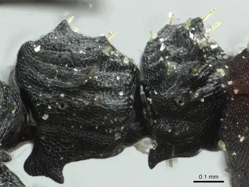 Cataulacus pullus specimen CASENT0912564 image casent0912564_4