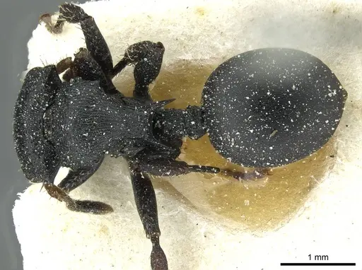 Cataulacus pullus specimen CASENT0912565 image casent0912565_1