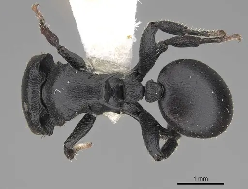 Cataulacus pullus specimen CASENT0922504 image casent0922504_1