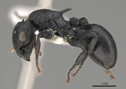 Cataulacus pullus specimen CASENT0922504 image casent0922504_3