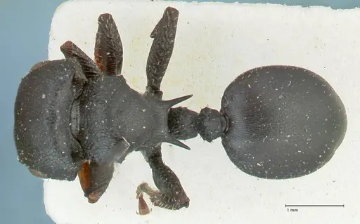 Cataulacus pullus specimen FOCOL2128 image focol2128_1