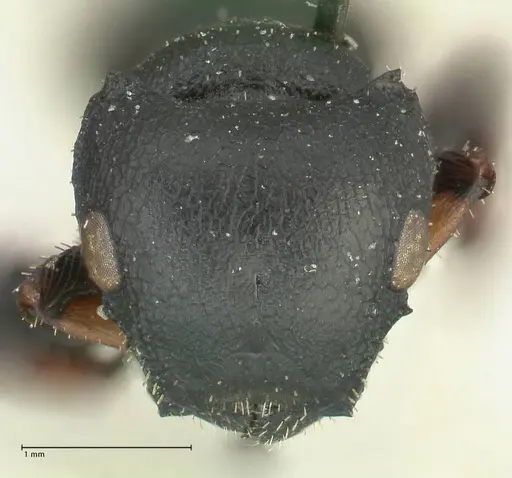 Cataulacus pullus specimen FOCOL2128 image focol2128_2