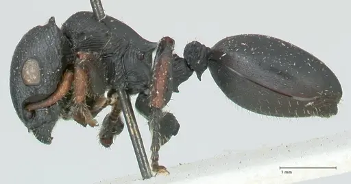 Cataulacus pullus specimen FOCOL2128 image focol2128_3