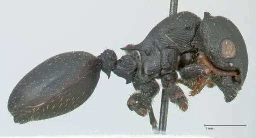 Cataulacus pullus specimen FOCOL2128 image focol2128_4