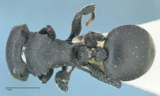 Cataulacus pullus specimen FOCOL2129 image focol2129_1
