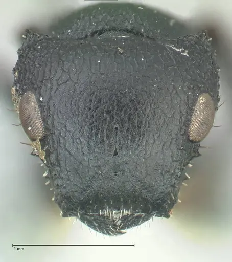 Cataulacus pullus specimen FOCOL2129 image focol2129_2