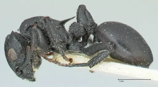 Cataulacus pullus specimen FOCOL2129 image focol2129_3