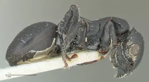 Cataulacus pullus specimen FOCOL2129 image focol2129_4