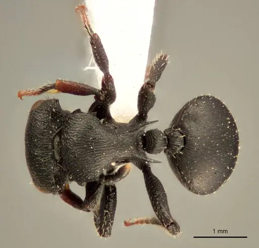 Cataulacus pullus specimen ZMUC00045109 image zmuc00045109_1