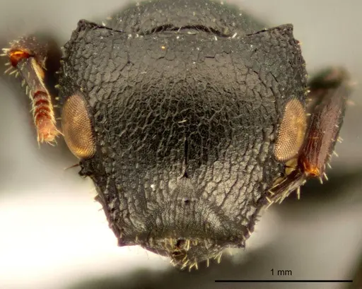 Cataulacus pullus specimen ZMUC00045109 image zmuc00045109_2