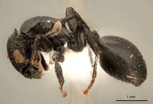 Cataulacus pullus specimen ZMUC00045109 image zmuc00045109_3