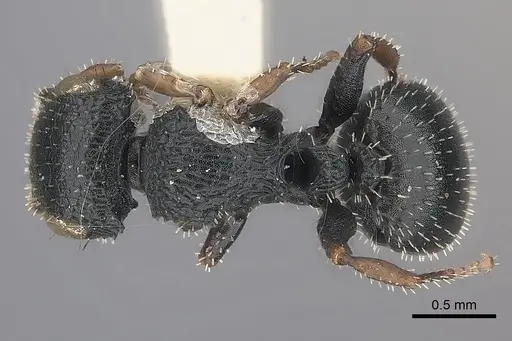 Cataulacus pygmaeus specimen CASENT0217831 image casent0217831_1