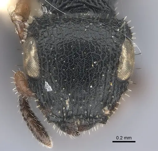 Cataulacus pygmaeus specimen CASENT0217831 image casent0217831_2