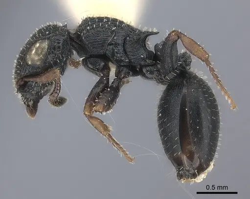 Cataulacus pygmaeus specimen CASENT0217831 image casent0217831_3