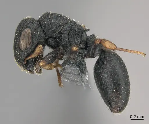Cataulacus pygmaeus specimen CASENT0362984 image casent0362984_1