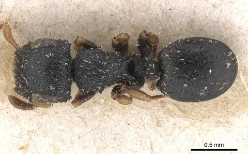 Cataulacus pygmaeus specimen CASENT0915359 image casent0915359_1