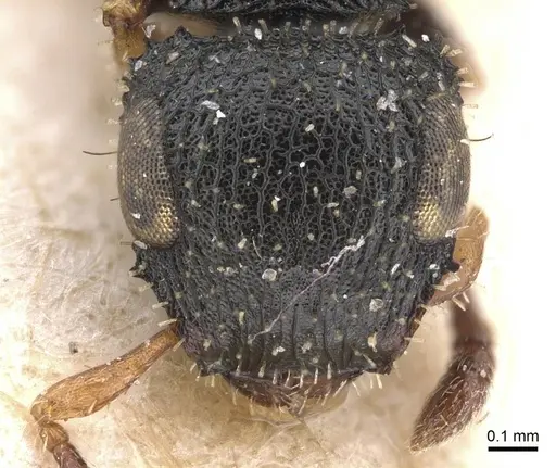 Cataulacus pygmaeus specimen CASENT0915359 image casent0915359_2