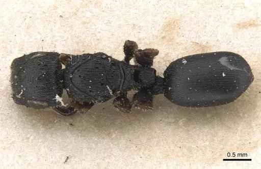 Cataulacus pygmaeus specimen RMCAENT000017797 image rmcaent000017797_1
