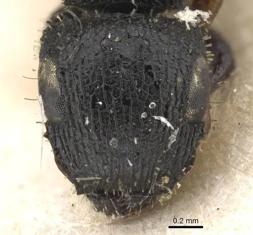 Cataulacus pygmaeus specimen RMCAENT000017797 image rmcaent000017797_2