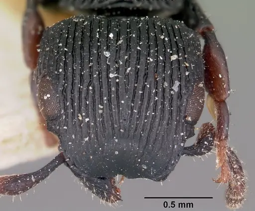 Cataulacus regularis specimen CASENT0101240 image casent0101240_2