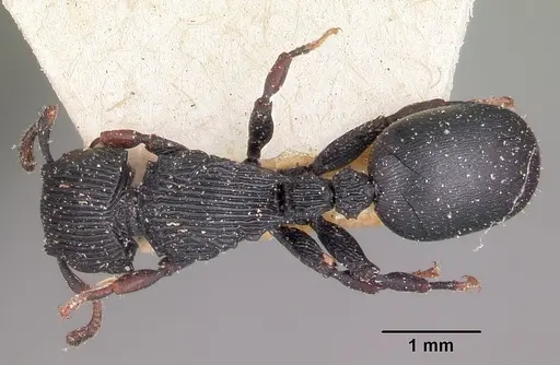 Cataulacus regularis specimen CASENT0101241 image casent0101241_1