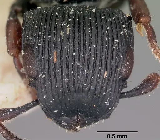 Cataulacus regularis specimen CASENT0101241 image casent0101241_2