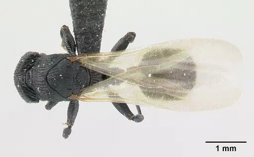 Cataulacus regularis specimen CASENT0107470 image casent0107470_1