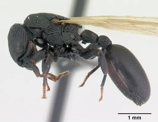 Cataulacus regularis specimen CASENT0107470 image casent0107470_3
