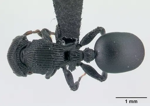 Cataulacus regularis specimen CASENT0487769 image casent0487769_1