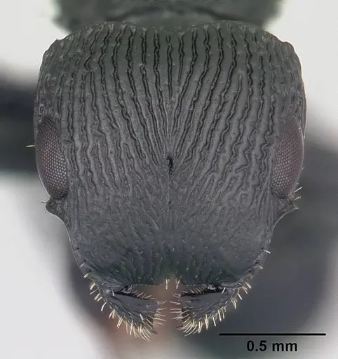 Cataulacus regularis specimen CASENT0487770 image casent0487770_2