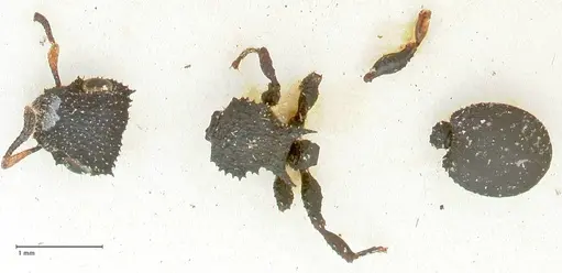 Cataulacus resinosus specimen FOCOL2121 image focol2121_1