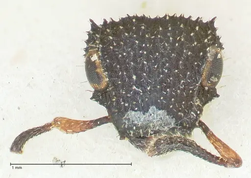 Cataulacus resinosus specimen FOCOL2121 image focol2121_2