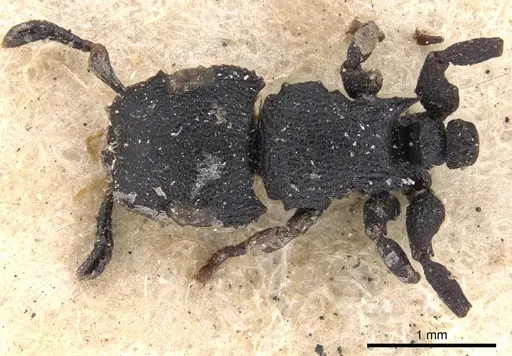 Cataulacus reticulatus specimen CASENT0901450 image casent0901450_1