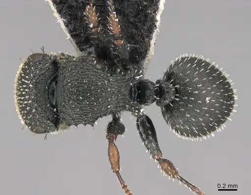 Cataulacus satrap specimen CASENT0170271 image casent0170271_1