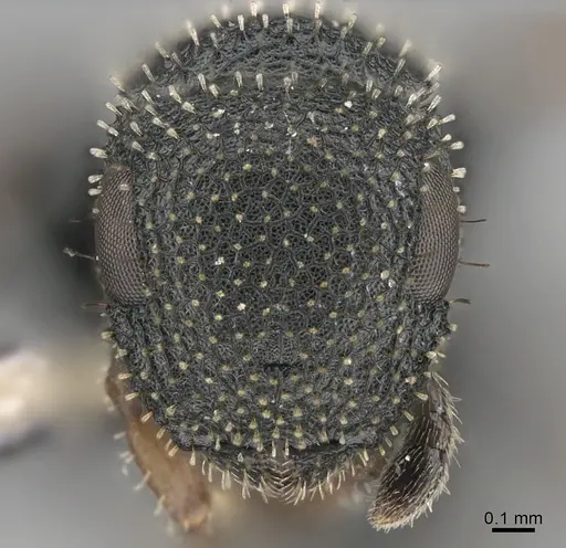 Cataulacus satrap specimen CASENT0170271 image casent0170271_2